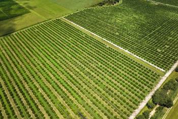 Growers say it takes two years for groves to recover from major storms, and they were just beginning to recover from Hurricane Ian when Milton blew through.