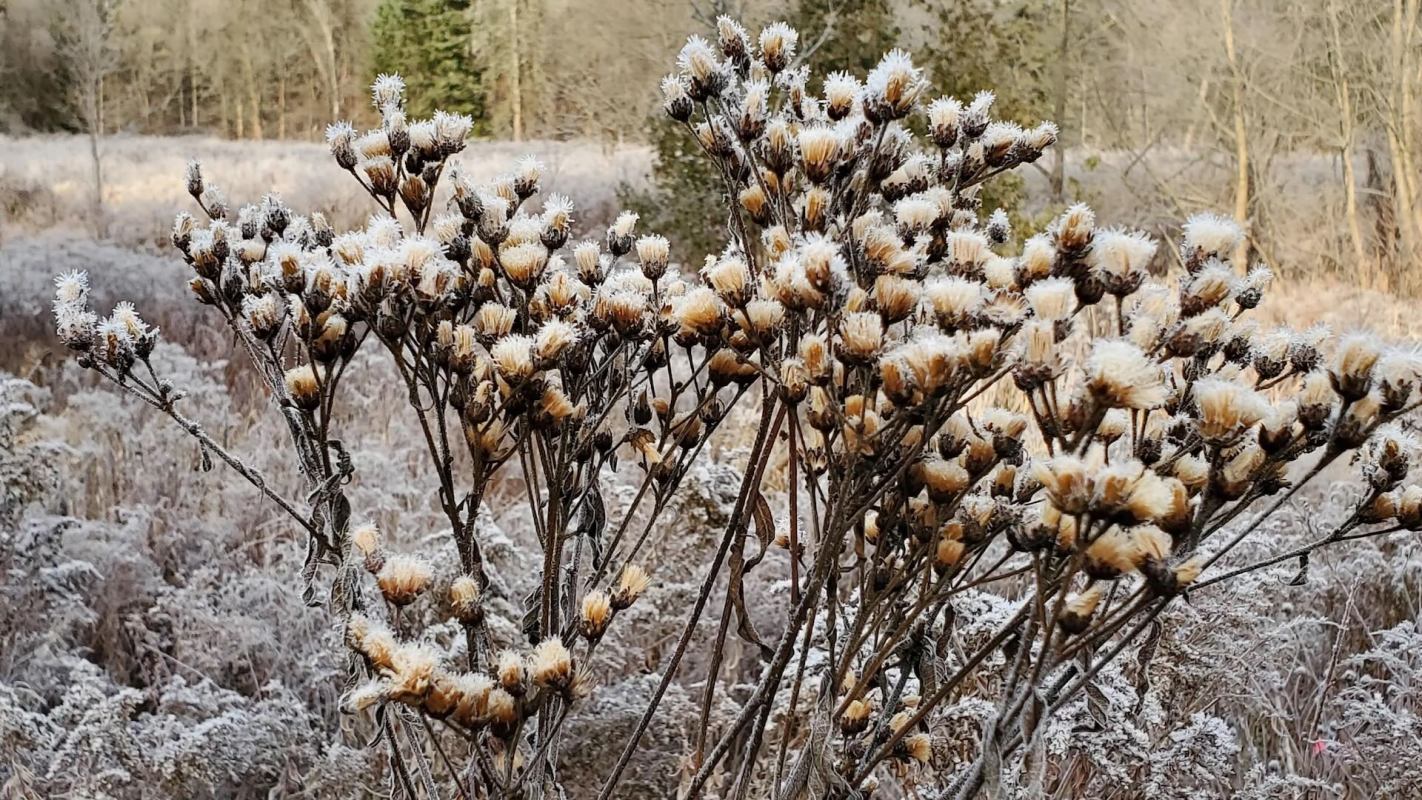 "Learning about native plants has actually done a lot for my winter depression."