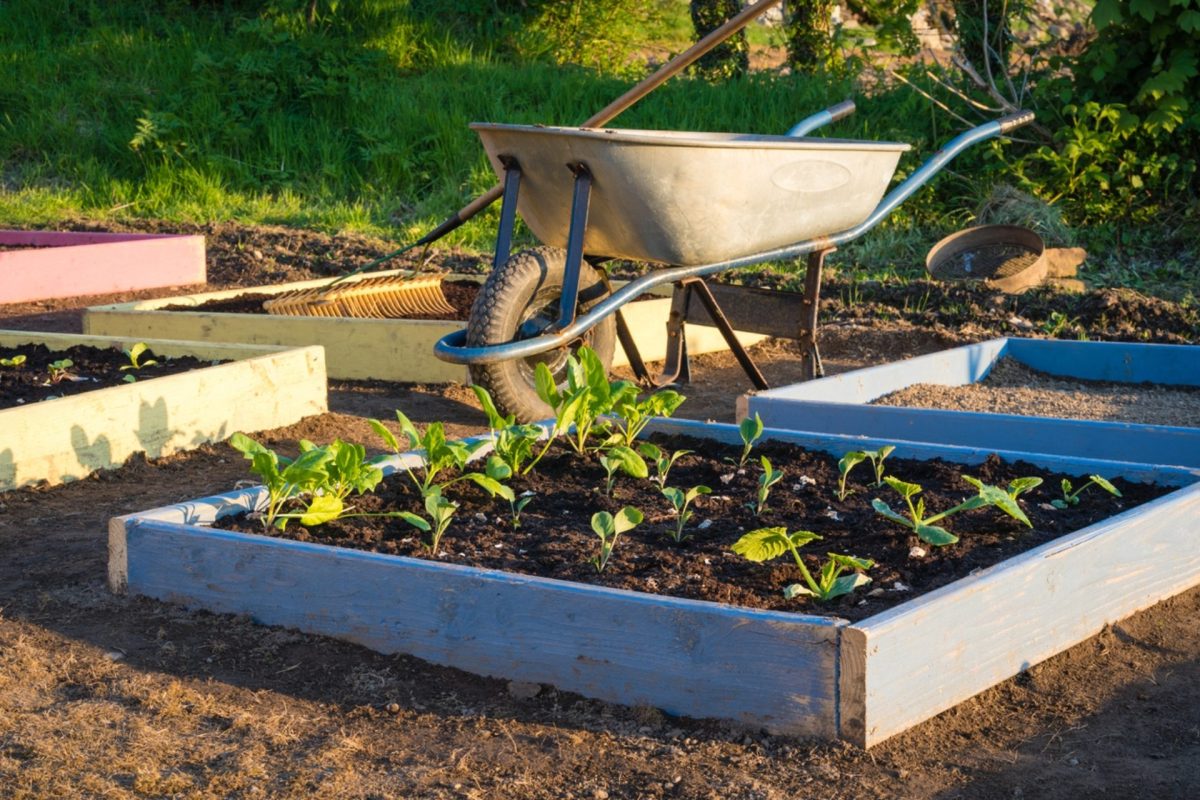 Starting from scratch, they transformed bare land into a thriving home focused on growing food, collecting water, and using solar power.