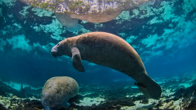 It's bad enough that the manatees are bruised from ships and crushed by water structures.