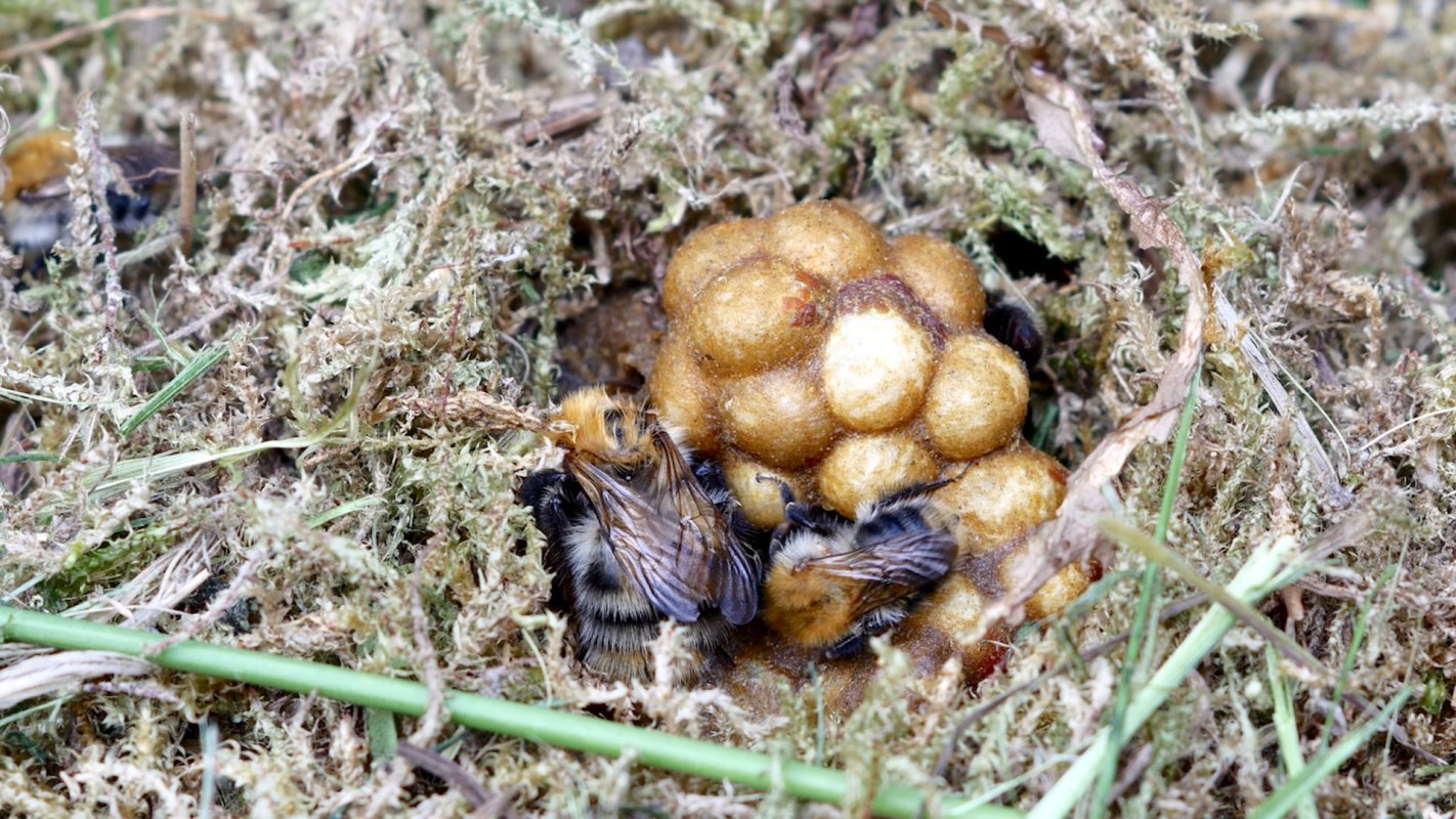 To help bumblebees, conservationists have to find them.