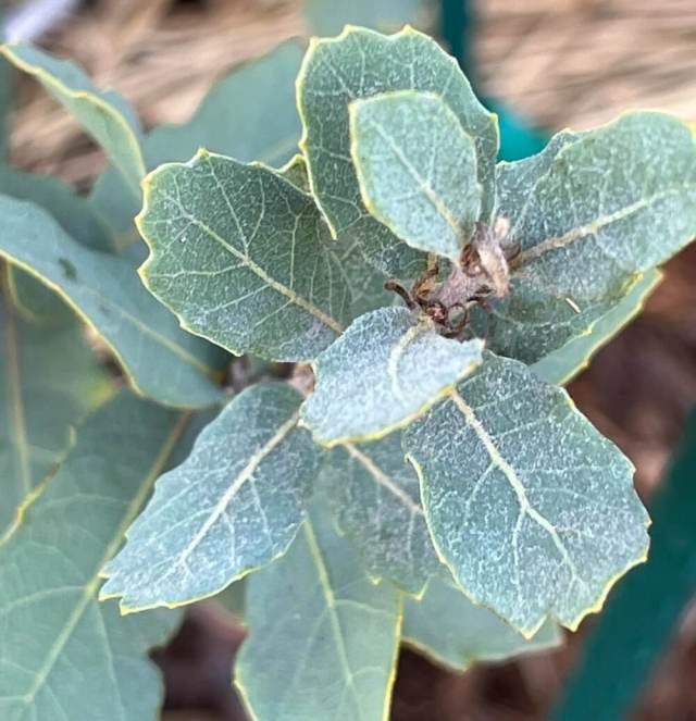 "I had shredded redwood mulch about 2-3 inches deep against the trunk."