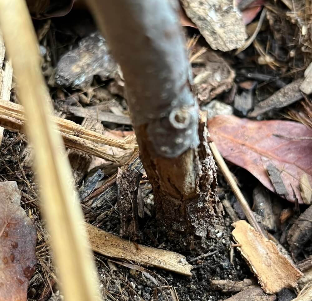 "I had shredded redwood mulch about 2-3 inches deep against the trunk."