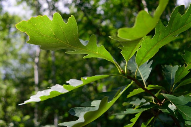 This landscaping method can do more harm than good.