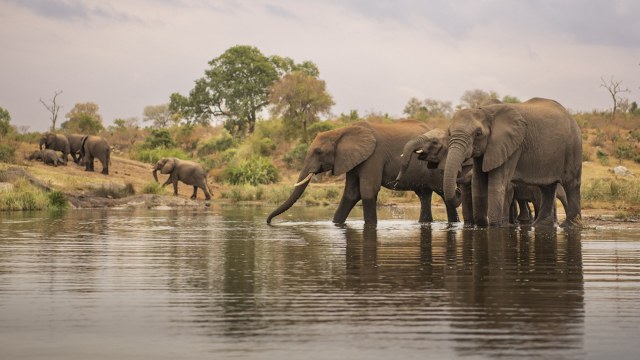 Not only humans but also animals get wiser with age.