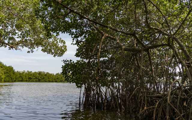 The technique allows them to track and even predict ecosystem health.