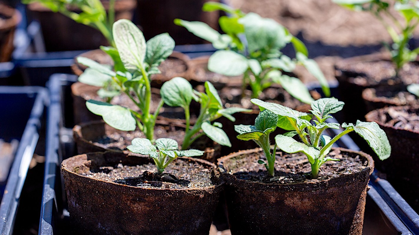 "Our major food crops are under threat from climate change."