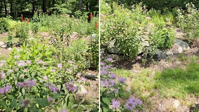 Native plant lawns are critical for restoring and conserving biodiversity.