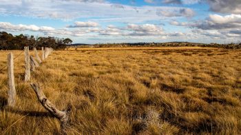 Cullinan was moved to protect the species from over-farming.