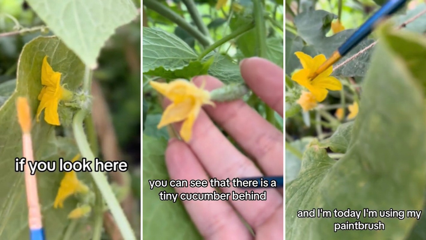 "[I've] never done this! Maybe that's why my harvest isn't great."