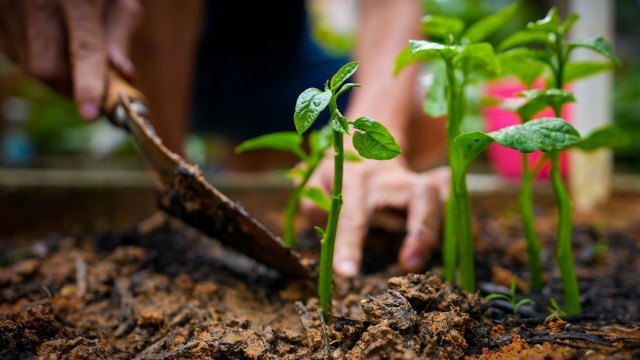 "There is a lot more to it than just sticking seeds in the ground."