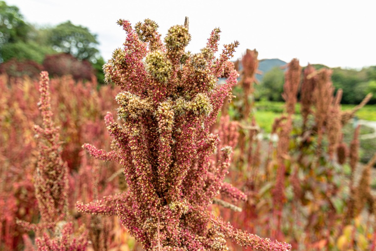 "This tool will also help us track the quinoa downy mildew pathogen in the environment."