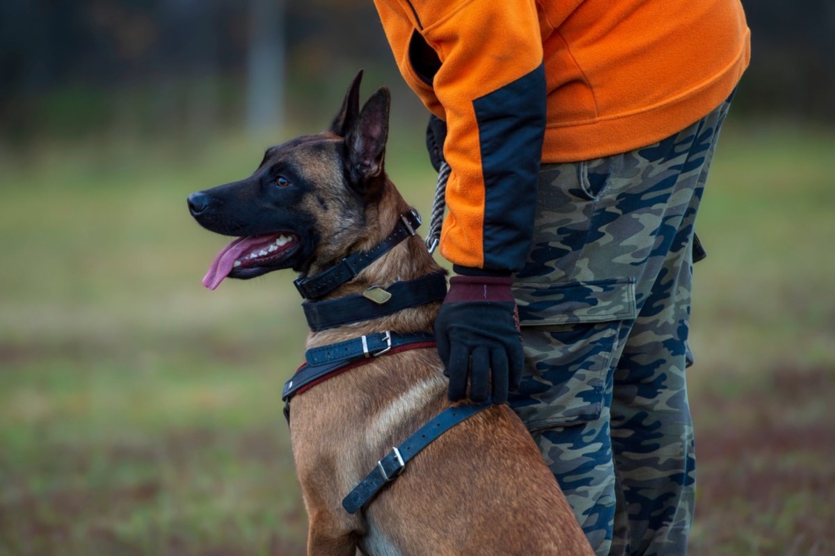 "It was pretty easy for humans to see them, because they can do a systematic search."