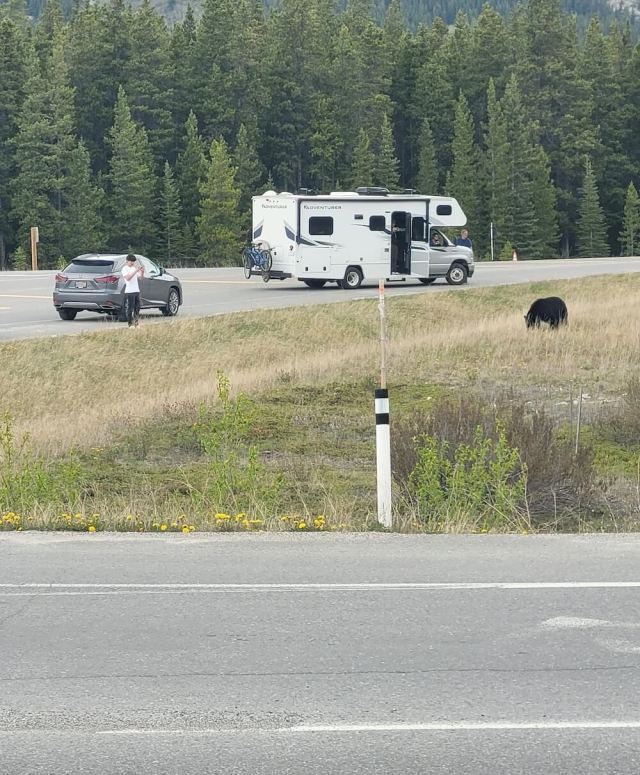 "They don't realize the bear could close the gap on any of them before they get in the vehicle doors closed if it wanted to."