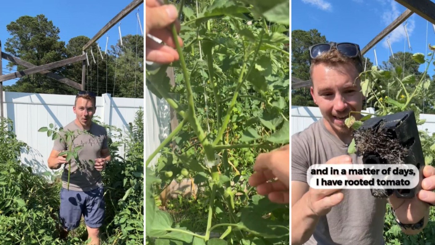 "Started with two plants of different varieties this year and now I’ve got 30 plants growing."