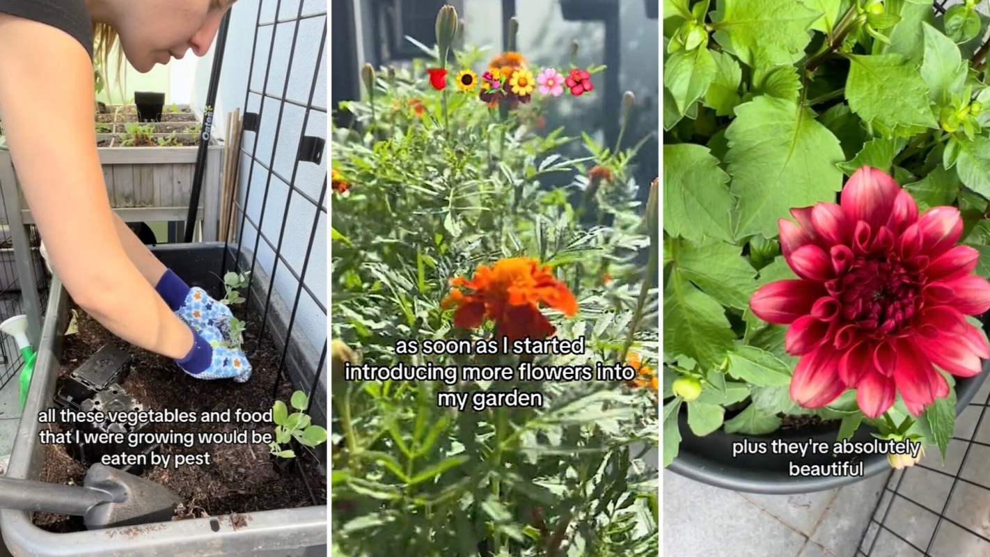 What Kia pulled off in their garden is often known as “companion planting."