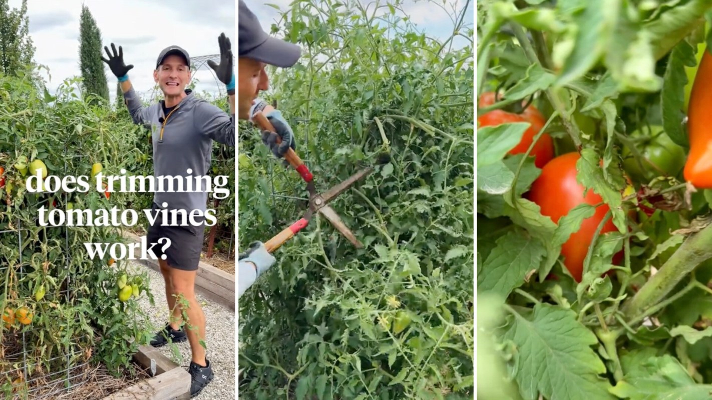 "We’re getting red, beautiful tomatoes late going into fall, which is exactly what we want."