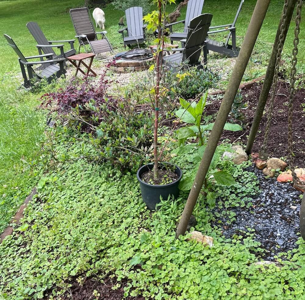 "There is no such thing as permanent weed suppression."