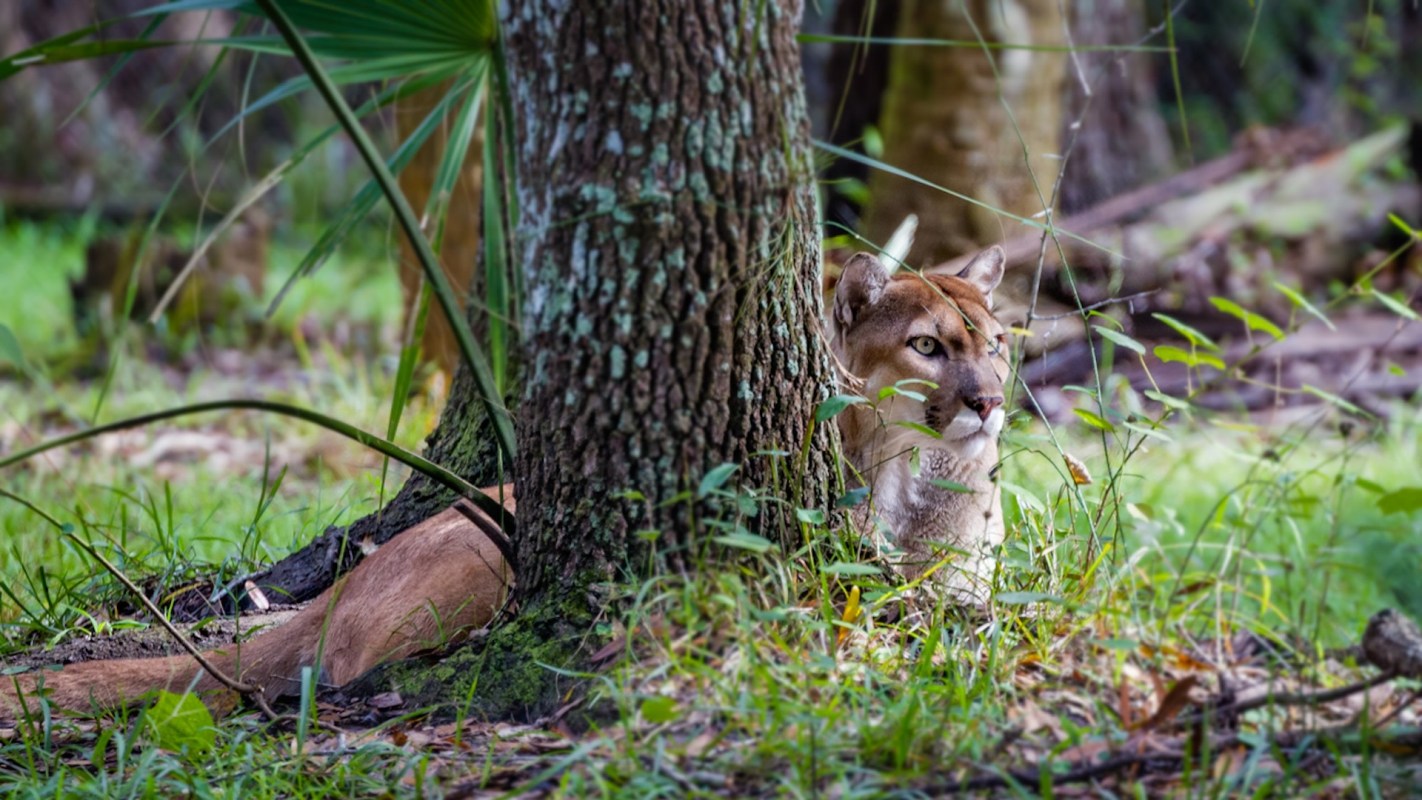 "They are a top predator."