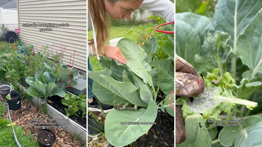 Gardener shares natural way to get rid of plant-devouring pests: 'Part of the gardening journey'