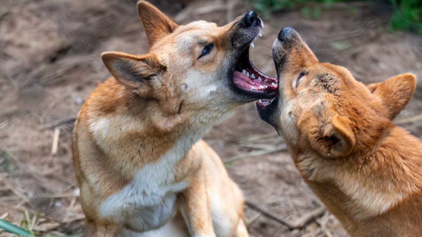 Wild animal attacks like these are always a frightening prospect.