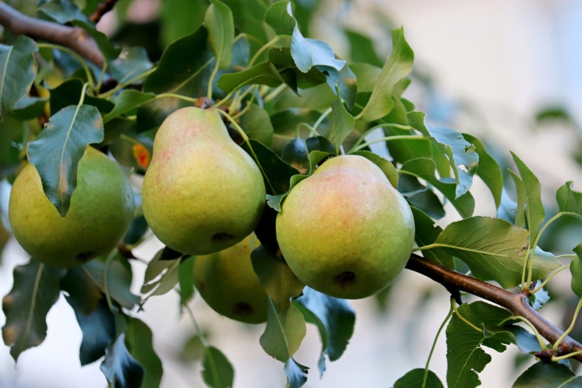 "Always refer to experienced fruit tree growers, orchardists. and experts."