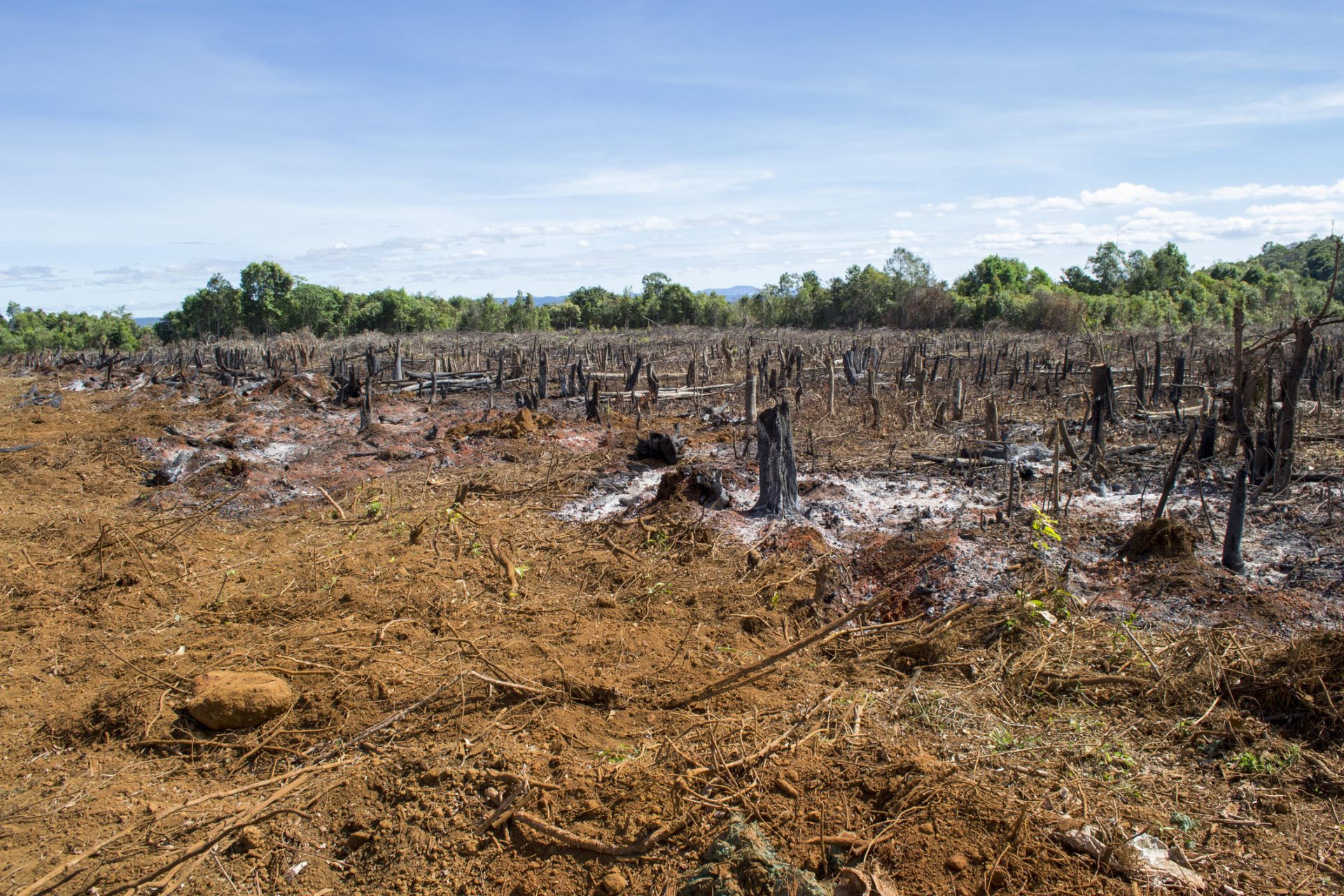 Unlikely partnership forms for massive restoration project in the Amazon: ‘This is a start’