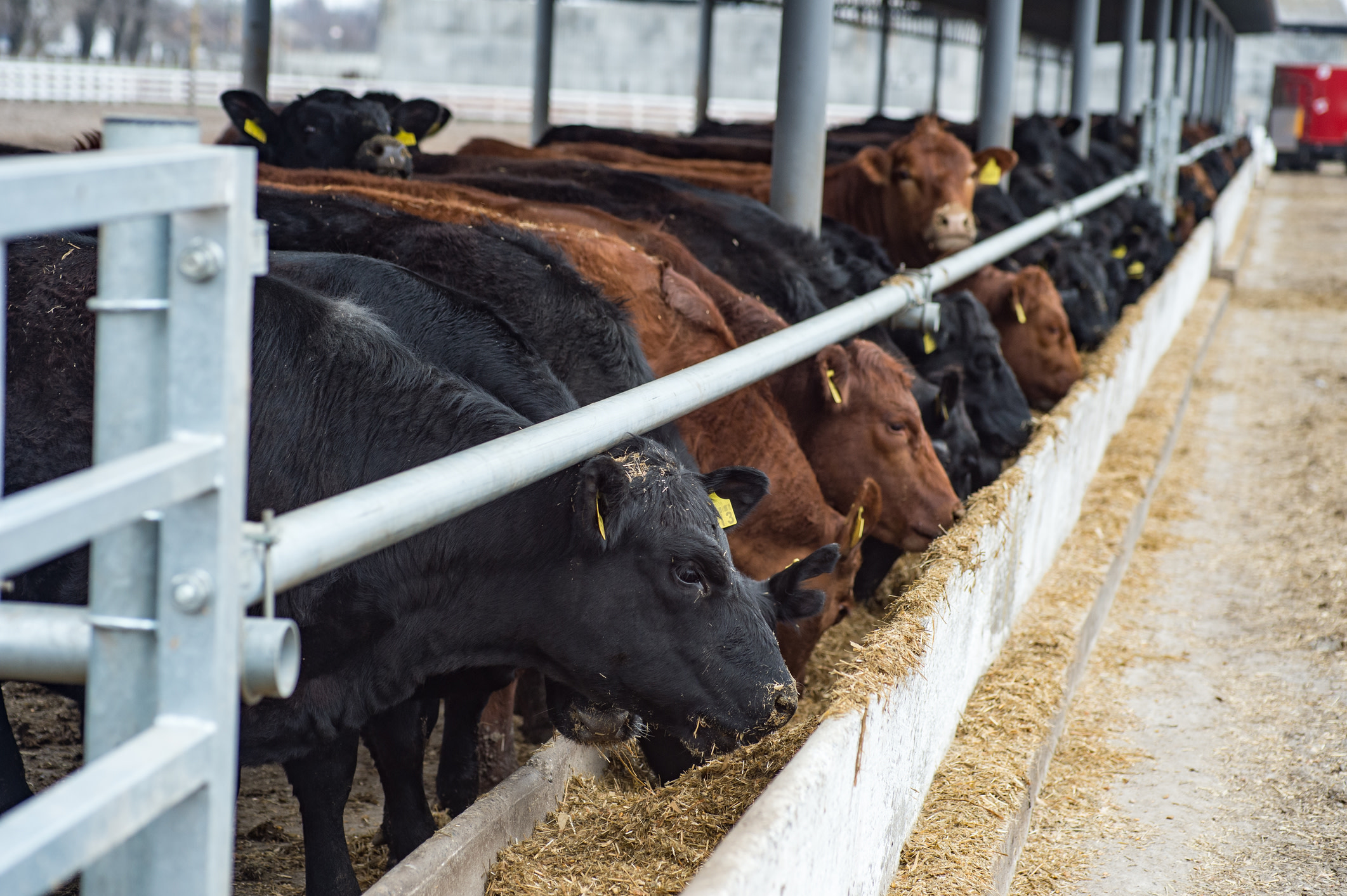 Skyrocketing beef prices lead to uncertainty for farmers and consumers: 'There's a lot of unknowns'