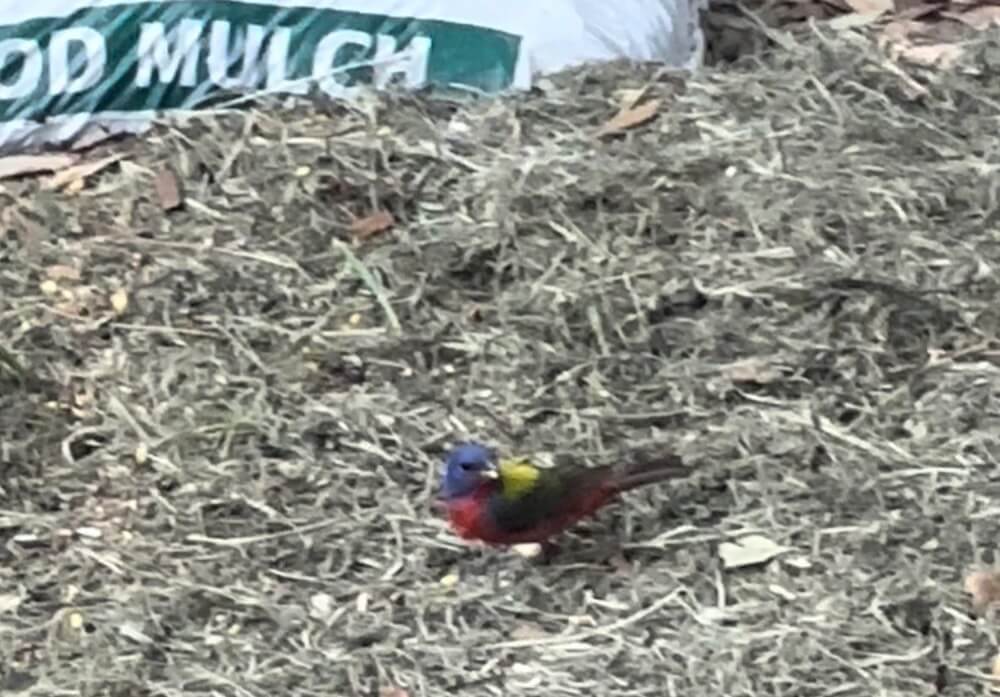 "What a beautiful bird and a great day to see it!"