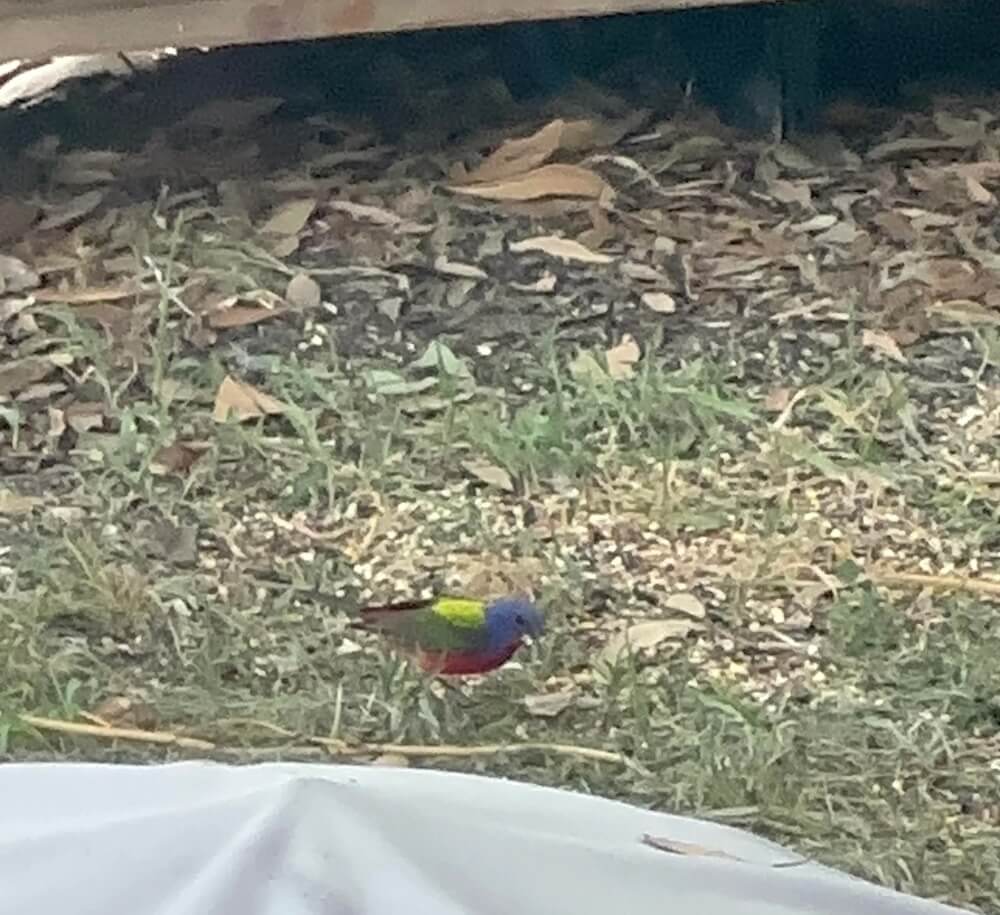 "What a beautiful bird and a great day to see it!"