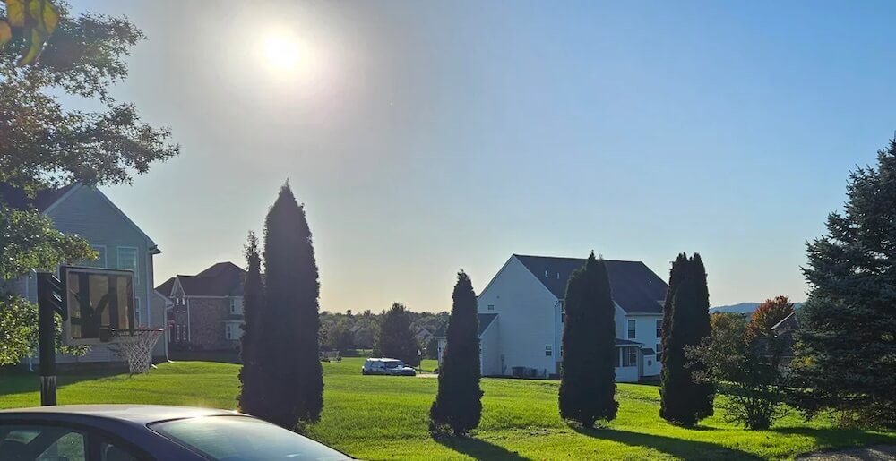 "Get Arborist to evaluate the remaining trees as soon as possible."